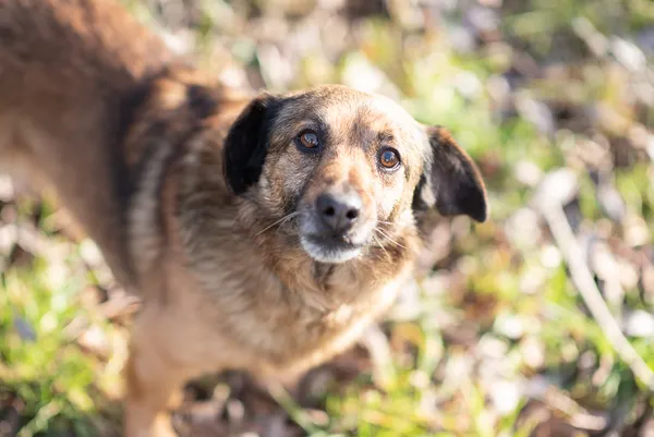 Pies do adopcji, Jelenia Góra, 10 stycznia 2020 (2/4)