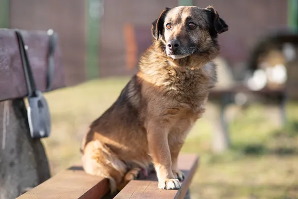 Pies do adopcji, Jelenia Góra, 10 stycznia 2020 (4/4)