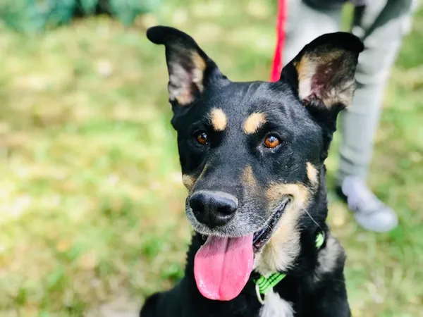 Pies do adopcji, Jelenia Góra, 18 czerwca 2019 (1/3)