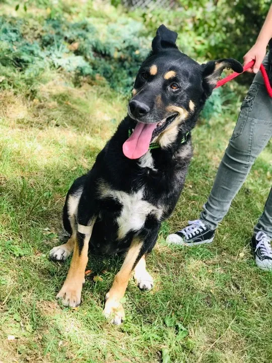Pies do adopcji, Jelenia Góra, 18 czerwca 2019 (2/3)