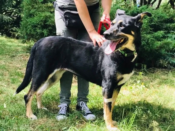 Pies do adopcji, Jelenia Góra, 18 czerwca 2019 (3/3)