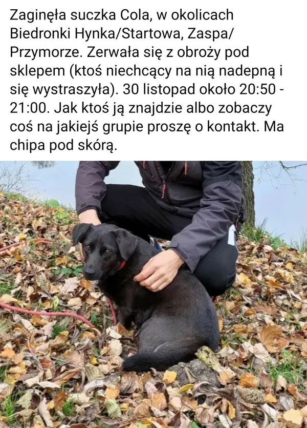 Zaginął pies, Gdańsk, 30 listopada 2022
