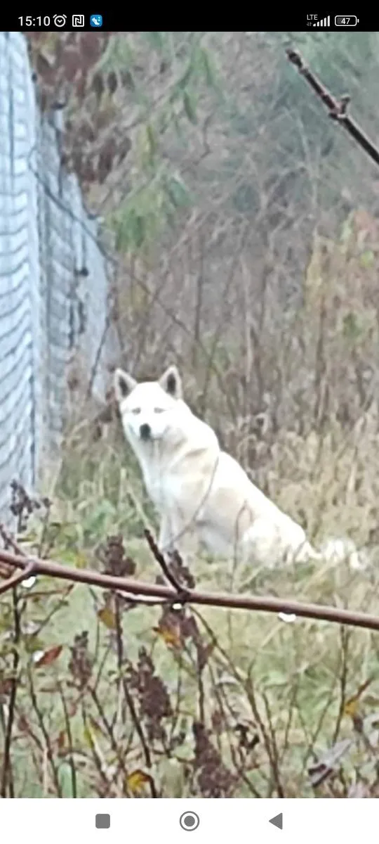Znaleziono psa, Rosnowo, 28 listopada 2022