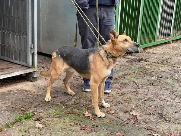 Znaleziono psa, Bydgoszcz, 30 listopada 2022