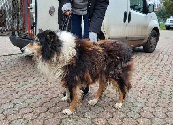 Znaleziono psa, Toruń, 29 listopada 2022