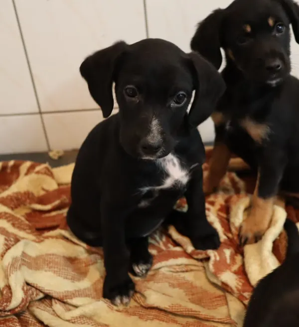 Pies do adopcji, Częstochowa, 30 września 2022 (1/2)