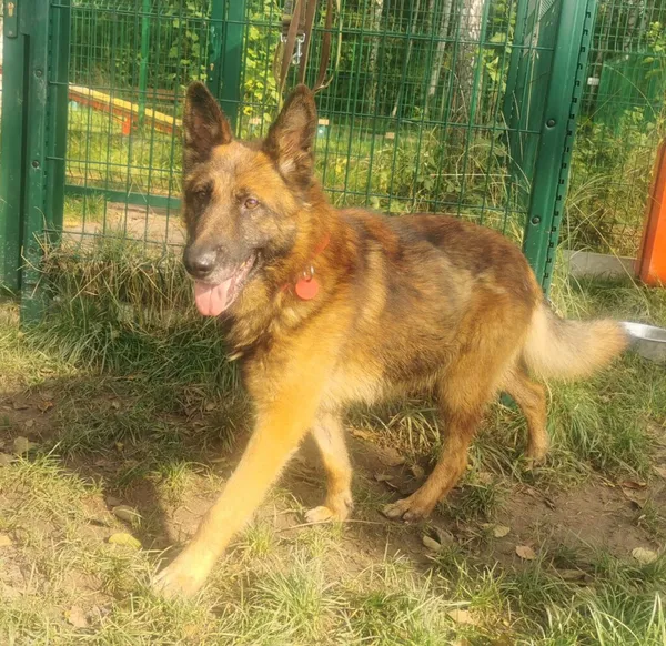 Pies do adopcji, Częstochowa, 17 czerwca 2022 (2/5)