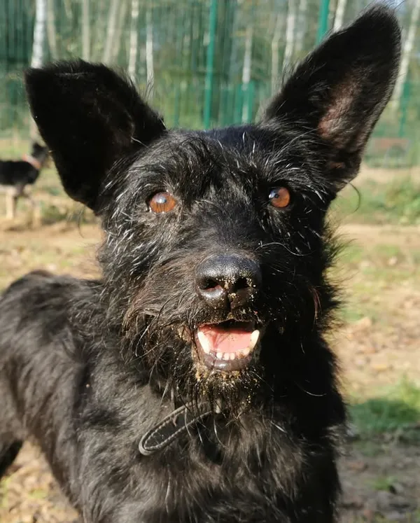 Pies do adopcji, Częstochowa, 9 sierpnia 2023 (2/5)