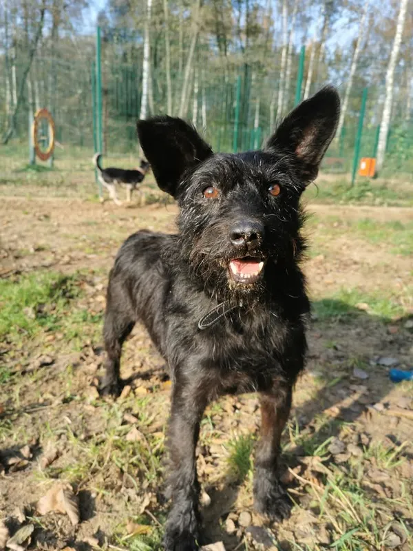 Pies do adopcji, Częstochowa, 9 sierpnia 2023 (4/5)