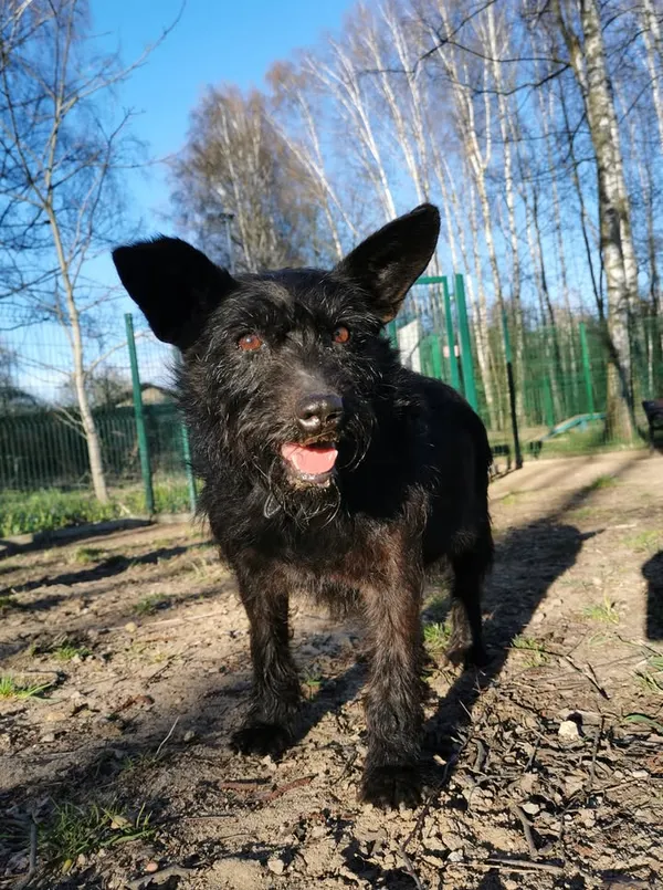 Pies do adopcji, Częstochowa, 9 sierpnia 2023 (5/5)