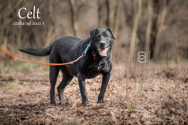 Pies do adopcji, Częstochowa, 24 lutego 2022 (1/5)