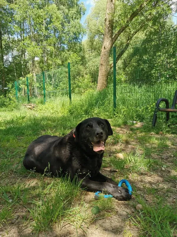 Pies do adopcji, Częstochowa, 24 lutego 2022 (4/5)