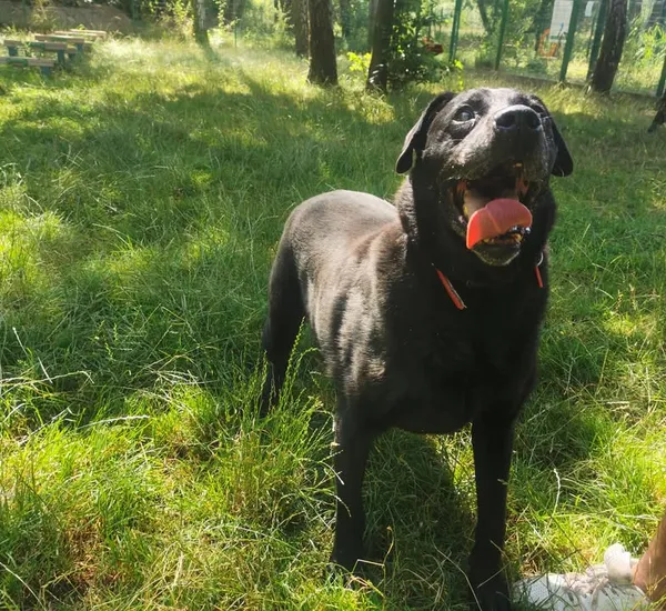 Pies do adopcji, Częstochowa, 24 lutego 2022 (5/5)