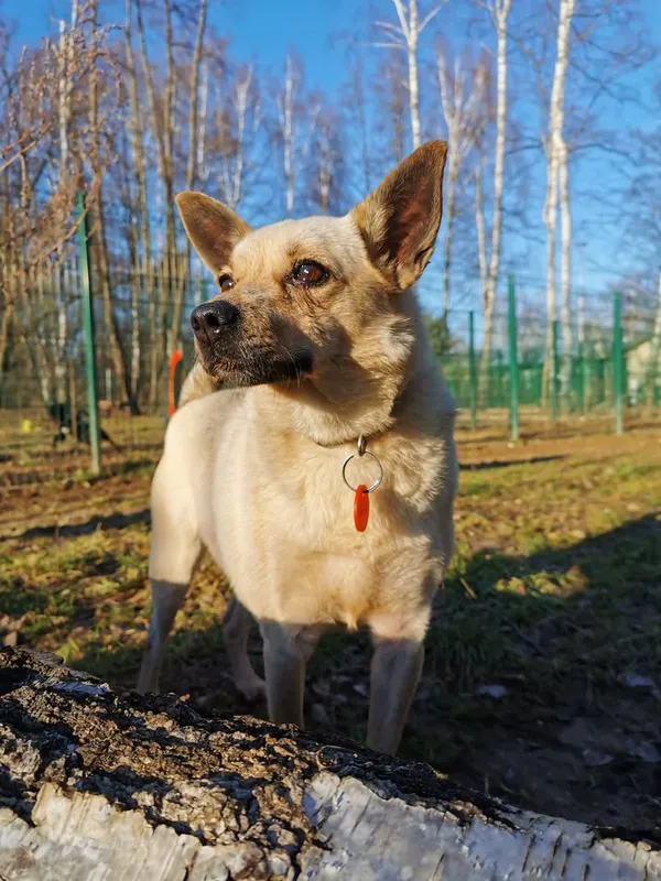 Pies do adopcji, Częstochowa, 20 sierpnia 2021 (1/5)