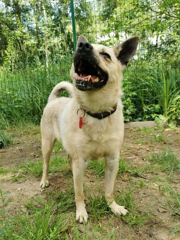 Pies do adopcji, Częstochowa, 20 sierpnia 2021 (5/5)