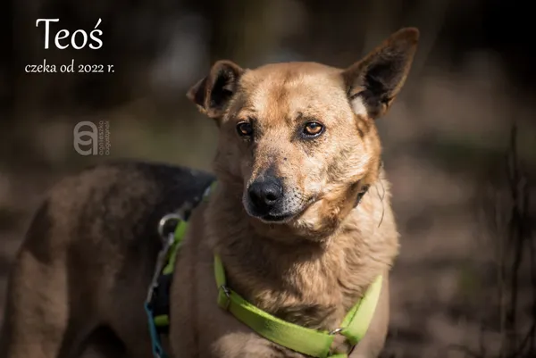 Pies do adopcji, Częstochowa, 7 marca 2022 (1/5)