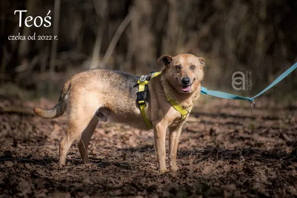 Pies do adopcji, Częstochowa, 7 marca 2022 (2/5)
