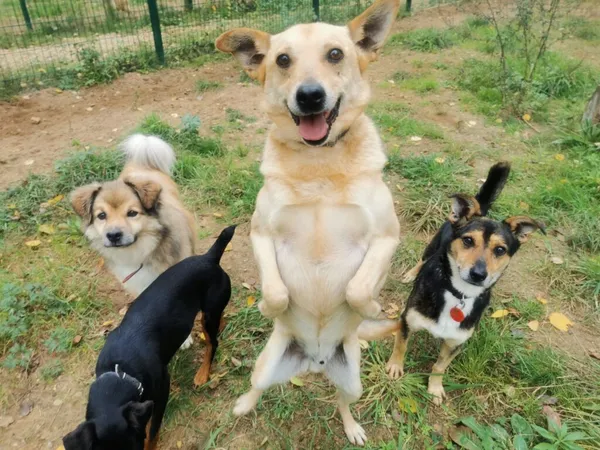 Pies do adopcji, Częstochowa, 7 marca 2022 (4/5)