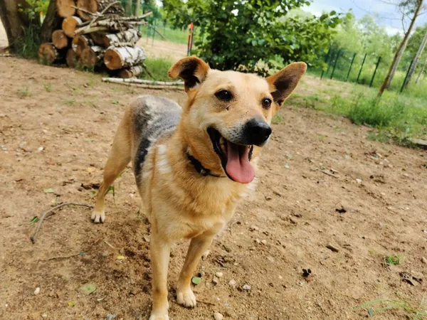 Pies do adopcji, Częstochowa, 7 marca 2022 (5/5)