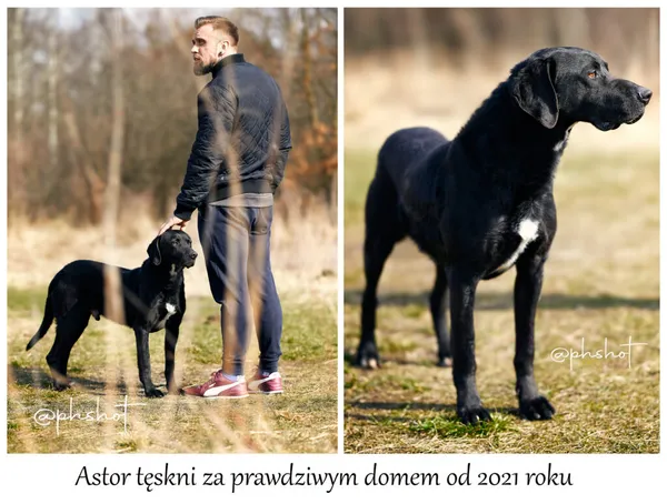 Pies do adopcji, Częstochowa, 16 grudnia 2021 (1/5)