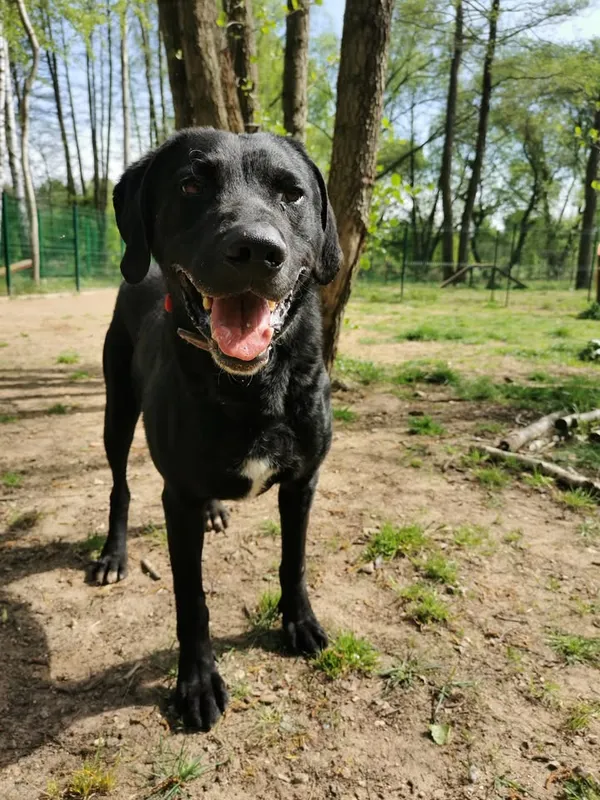 Pies do adopcji, Częstochowa, 16 grudnia 2021 (2/5)