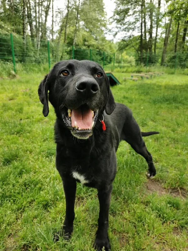 Pies do adopcji, Częstochowa, 16 grudnia 2021 (3/5)