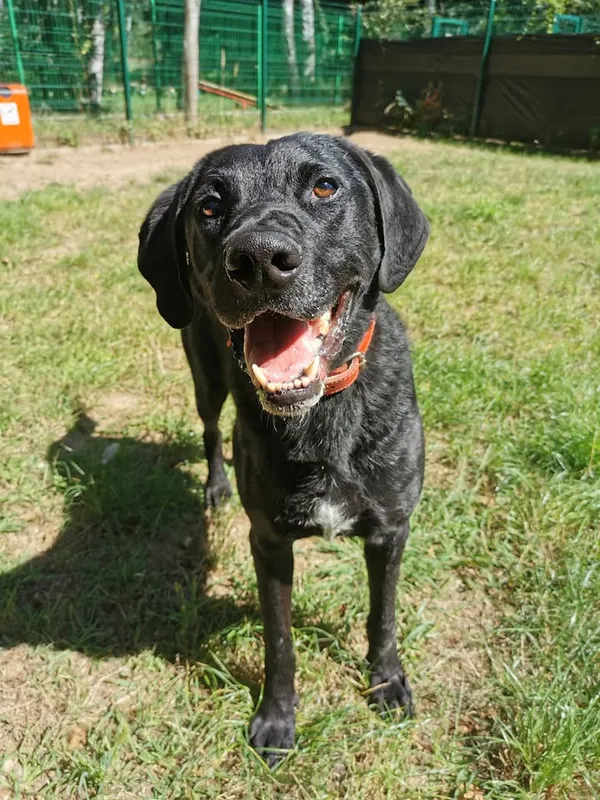 Pies do adopcji, Częstochowa, 16 grudnia 2021 (4/5)