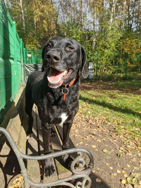 Pies do adopcji, Częstochowa, 16 grudnia 2021 (5/5)