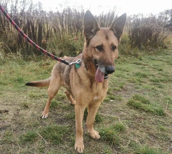 Pies do adopcji, Częstochowa, 9 listopada 2021 (4/5)