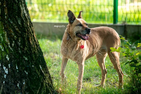 Pies do adopcji, Częstochowa, 13 czerwca 2021 (1/5)