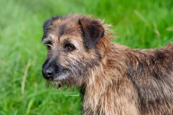 Pies do adopcji, Częstochowa, 27 maja 2021 (1/5)