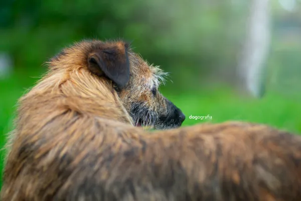 Pies do adopcji, Częstochowa, 27 maja 2021 (3/5)