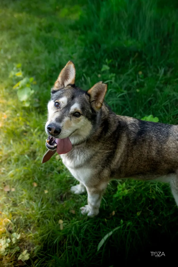 Pies do adopcji, Częstochowa, 15 kwietnia 2021 (1/5)