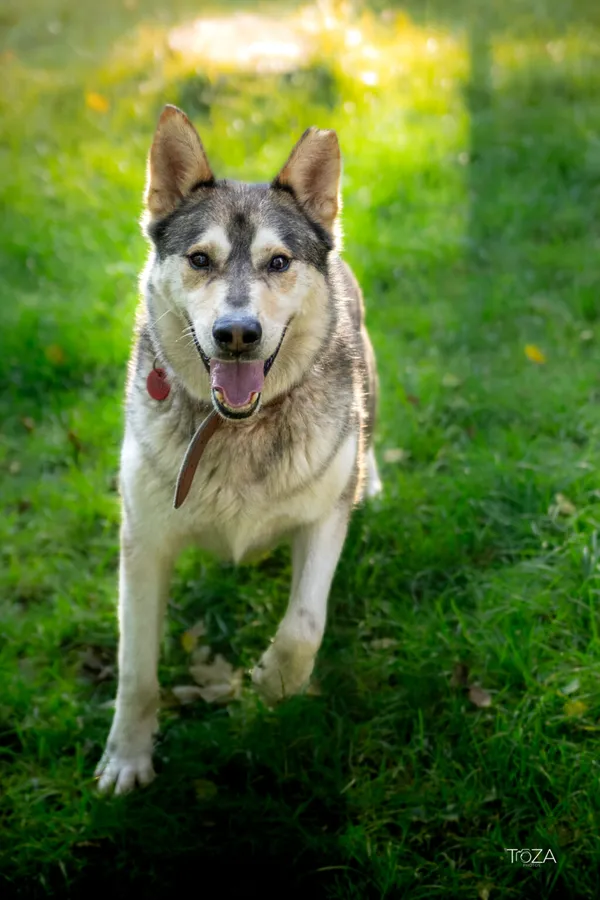 Pies do adopcji, Częstochowa, 15 kwietnia 2021 (3/5)