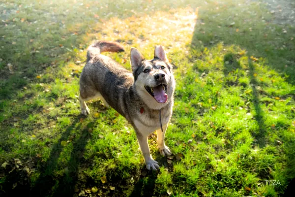 Pies do adopcji, Częstochowa, 15 kwietnia 2021 (4/5)