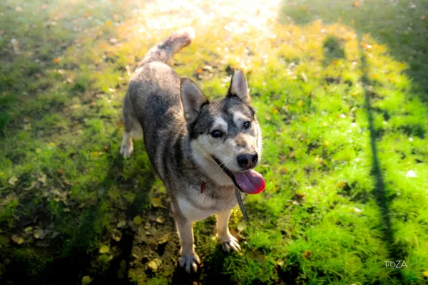 Pies do adopcji, Częstochowa, 15 kwietnia 2021 (5/5)