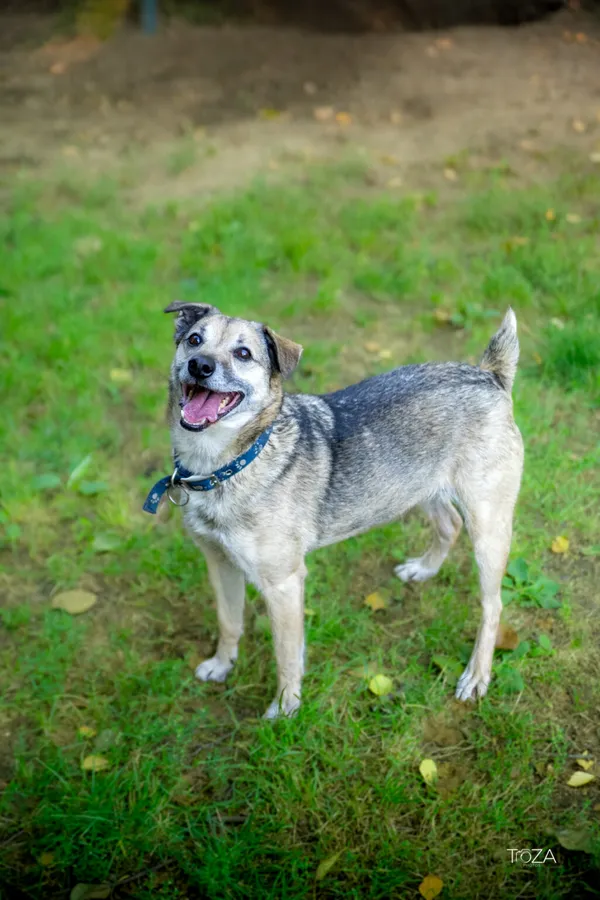 Pies do adopcji, Częstochowa, 5 marca 2021 (1/5)