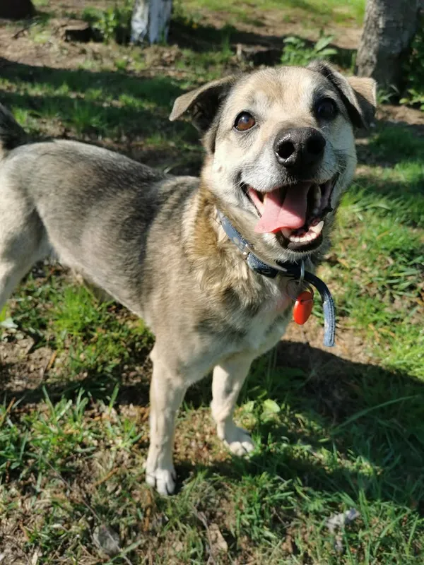 Pies do adopcji, Częstochowa, 5 marca 2021 (3/5)