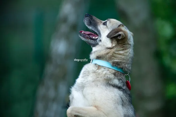 Pies do adopcji, Częstochowa, 5 marca 2021 (5/5)