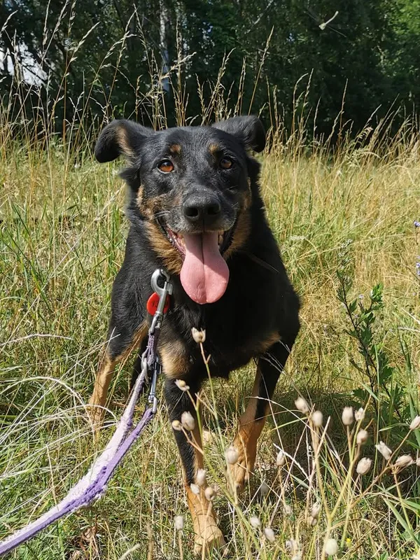 Pies do adopcji, Częstochowa, 29 września 2020 (1/5)