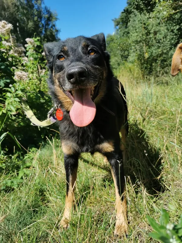 Pies do adopcji, Częstochowa, 29 września 2020 (2/5)