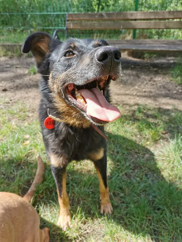 Pies do adopcji, Częstochowa, 29 września 2020 (5/5)