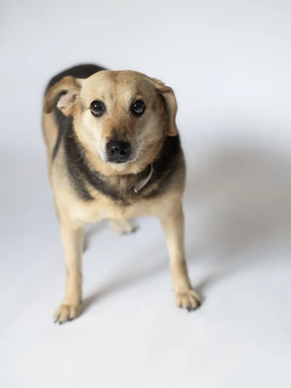 Pies do adopcji, Częstochowa, 16 lutego 2021 (2/5)