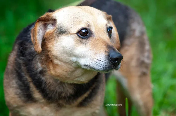 Pies do adopcji, Częstochowa, 16 lutego 2021 (3/5)