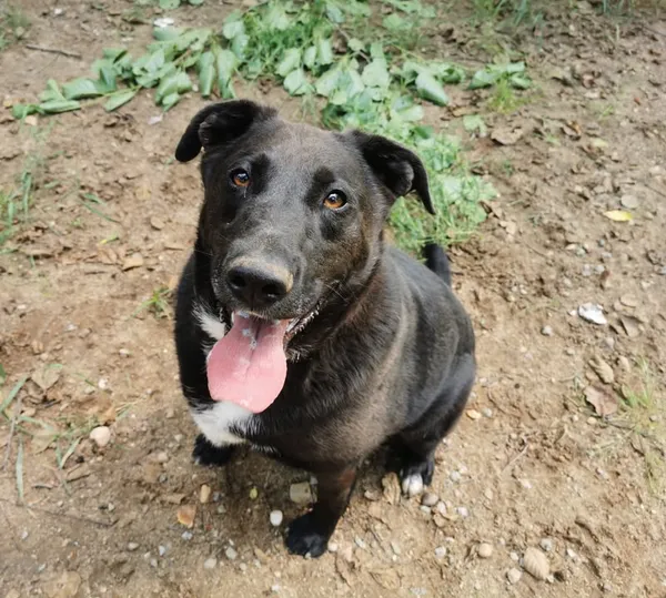 Pies do adopcji, Częstochowa, 1 lutego 2021 (1/5)