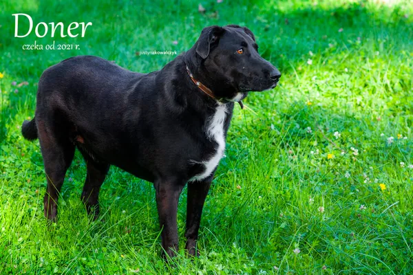 Pies do adopcji, Częstochowa, 1 lutego 2021 (2/5)
