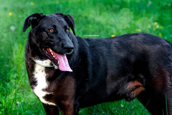 Pies do adopcji, Częstochowa, 1 lutego 2021 (3/5)