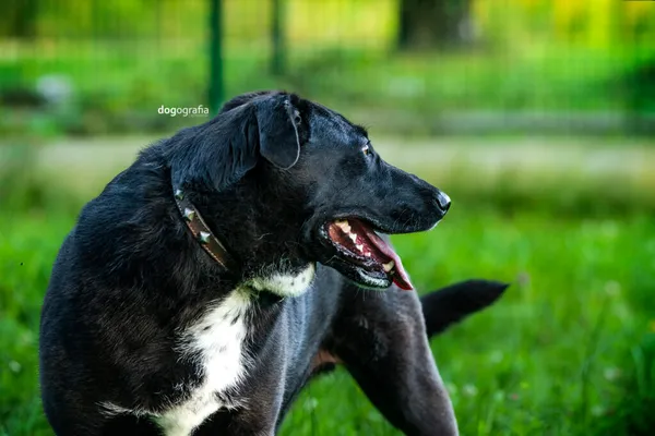 Pies do adopcji, Częstochowa, 1 lutego 2021 (4/5)