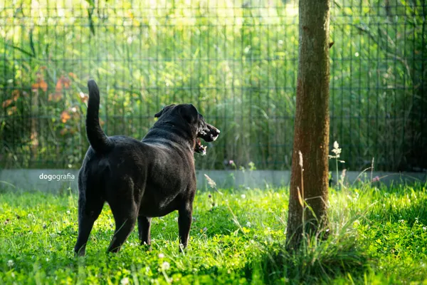 Pies do adopcji, Częstochowa, 1 lutego 2021 (5/5)