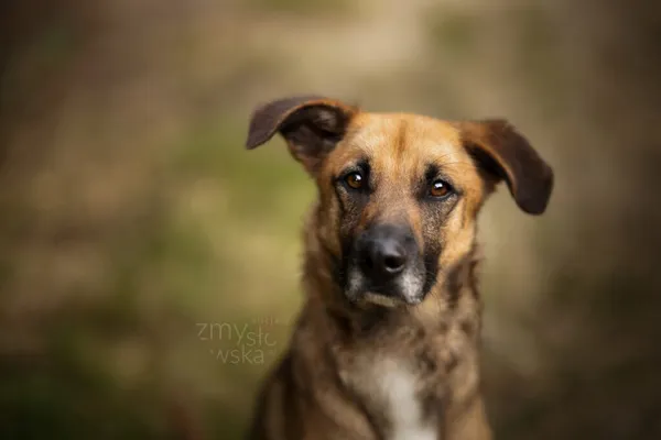 Pies do adopcji, Częstochowa, 16 stycznia 2021 (1/5)